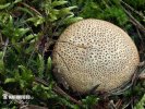 Common Earthball