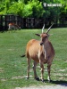 Common Eland