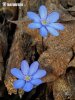 Common Hepatica