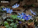 Common Hepatica