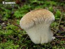 Common Puffball