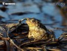 Common Toad