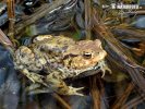 Common Toad