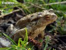 Common Toad