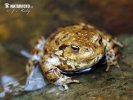 Common Toad