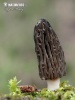 Conical Morel