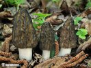 Conical Morel