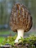 Conical Morel