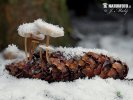 Conifercone Cap