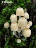 Coprinellus disseminatus