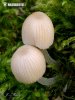 Coprinellus disseminatus