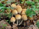 Coprinellus micaceus