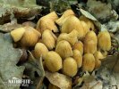 Coprinellus micaceus