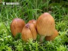 Coprinellus micaceus