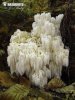 Coral Hericium