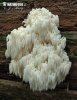 Coral Hericium