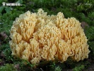 Coral - Ramaria pallidosaponaria