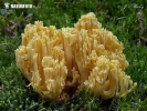 Coral - Ramaria pallidosaponaria