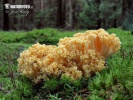 Coral - Ramaria pallidosaponaria