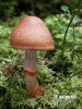 Cortinarius armillatus