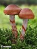 Cortinarius armillatus