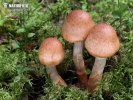 Cortinarius armillatus