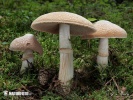 Cortinarius caperatus