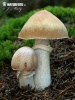 Cortinarius caperatus