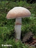 Cortinarius caperatus