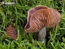 Cortinarius sp.