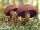 Cortinarius sp.