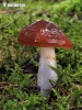 Cortinarius stillatitius