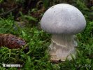 Cortinarius traganus