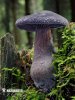 Cortinarius violaceus