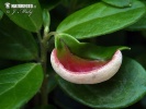 Cowberry Redleaf