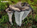 Craterellus cornucopioides