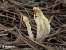 Crested Coral