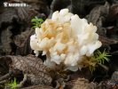 Crested Coral