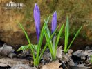 Crocus heuffelianus