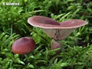 Curry Milkcap