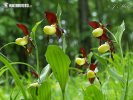 Cypripedium calceolus