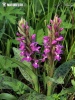 Dactylorhiza de mayo