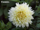 Dahlia