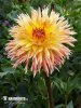 Dahlia