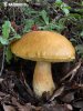 Dapper Bolete