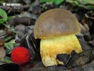 Dapper Bolete