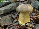 Dapper Bolete