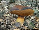 Dapper Bolete