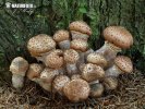 Dark Honey Fungus