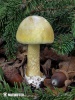 Death Cap